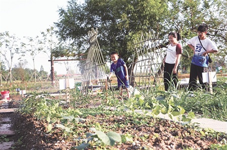 共享菜園2 共享菜園2